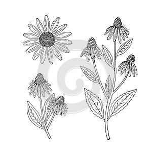 Echinacea purpurea herb. Purple flowers and leaves. Aurvedic and Medical  immunostimulant plant. Hand drawn outline vector photo