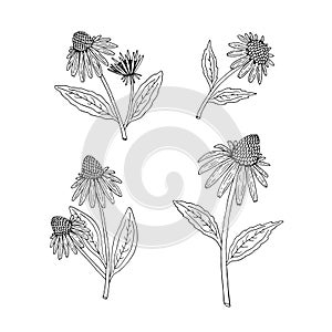 Echinacea purpurea herb. Purple flowers and leaves. Aurvedic and Medical  immunostimulant plant. Hand drawn outline vector sketch photo