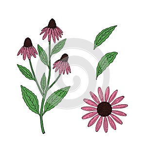 Echinacea purpurea herb. Purple flowers and leaves. Aurvedic and Medical  immunostimulant plant. Hand drawn vector outline sketch photo