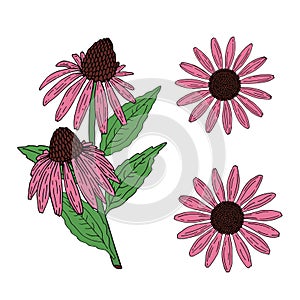 Echinacea purpurea herb. Purple flowers and leaves. Aurvedic and Medical  immunostimulant plant. Hand drawn vector outline sketch photo