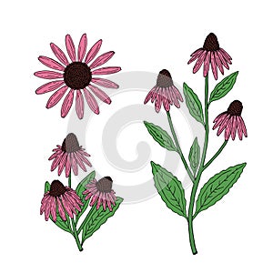 Echinacea purpurea herb set. Purple flowers and leaves. Medicine plant. photo