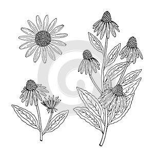 Echinacea purpurea herb flowers and leaves. Aurvedic and Medical plant. photo