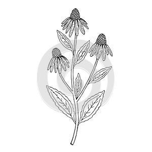 Echinacea purpurea herb. Purple flowers and leaves. Hand drawn vector sketch photo