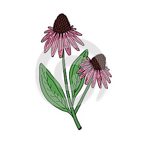 Echinacea purpurea herb. Purple flowers and leaves. Hand drawn vector sketch photo