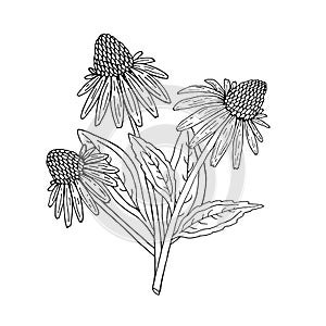 Echinacea purpurea herb. Purple flowers and leaves. Hand drawn vector sketch photo