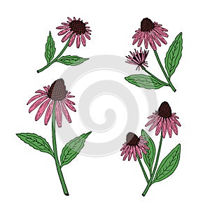Echinacea purpurea herb. Purple flowers and leaves. Hand drawn vector sketch photo