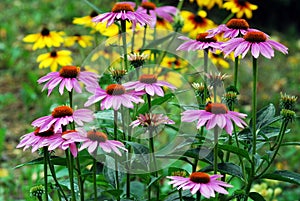 Echinacea purpurea - an herb stimulating the immune system