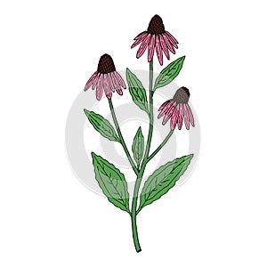 Echinacea purpurea herb. Vector outline sketch. Purple flowers and leaves. A photo
