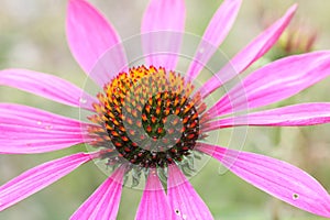 Echinacea purpurea, light pink healing herb