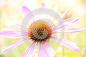 Echinacea purpurea, light pink healing herb