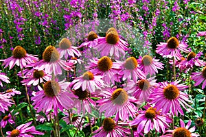 Echinacea Purpurea