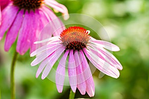 Echinacea purpurea, medical plant