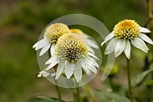 Echinacea purpurea 'Milkshake' conflower blooming in the summer months