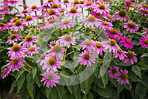 Echinacea purpurea Moench