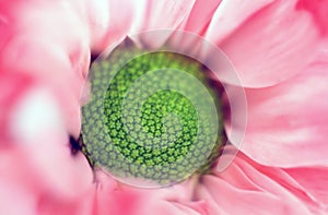 Echinacea purpurea moench Exteme macro close up selective focus of a purple pink daisy cone flower with petals. Beauty in nature