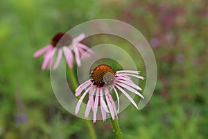 Echinacea purpurea 'Pallida'