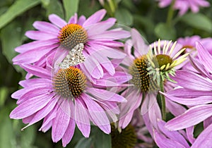 Echinacea purpurea is a perennial herbaceous plant.It is a wild flower of Compositae, named because its head is very similar to