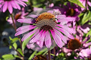 Echinacea purpurea `Praire Splendor` with bee photo