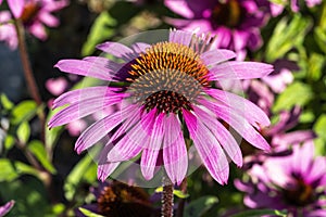 Echinacea purpurea `Praire Splendor` photo