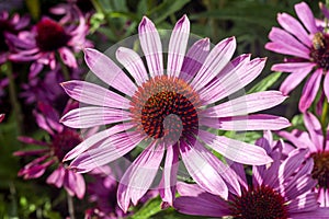 Echinacea purpurea `Praire Splendor` photo