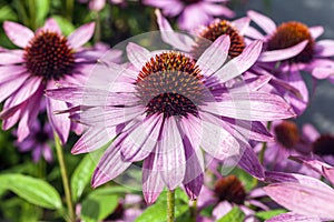 Echinacea purpurea `Praire Splendor` photo