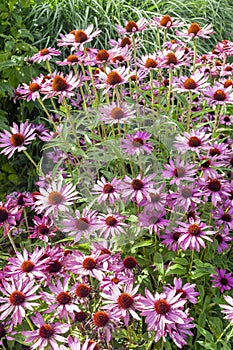 Echinacea purpurea `Praire Splendor`