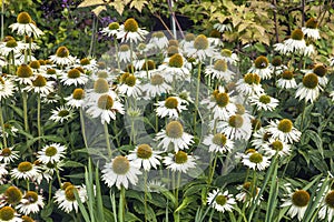 Echinacea purpurea `Primadonna White`