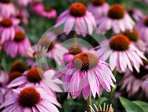 Echinacea Purpurea Or Purple Cone Flower