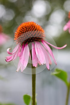 Echinacea purpurea purple cone flower in a garden in summer