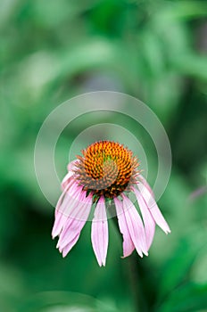 Echinacea purpurea purple cone flower in a garden in summer