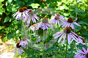 Echinacea purpurea and purple cone flowers flower bed with copy space. Echinacea Benefits and Uses. Coneflowers Flowerbed