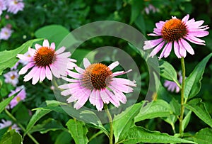 Echinacea purpurea, purple coneflower, bee friendly plant widely used in herbal medicine and pharmacy is blooming on the flower