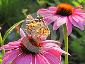 Echinacea purpurea purple coneflower and Vanessa cardui butterflyclose up photo