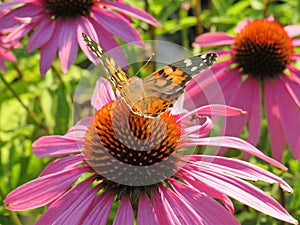 Echinacea purpurea purple coneflower and Vanessa cardui butterflyclose up