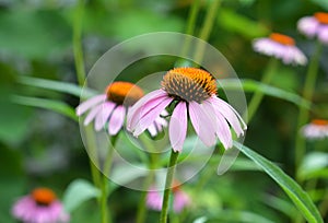 Echinacea purpurea and purple coneflowers flower bed with copy space. Echinacea purpurea Asteraceae