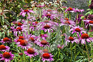 Echinacea purpurea 'Rubinstern'