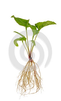 Echinacea purpurea seedling over white photo