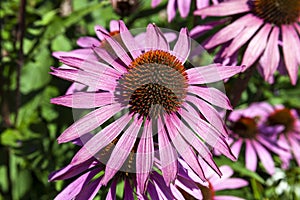 Echinacea purpurea