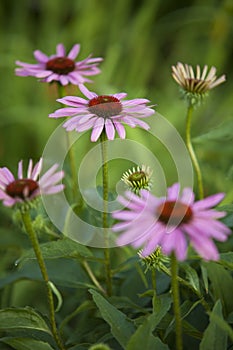 Echinacea purpurea in summer in a garden.