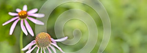 Echinacea purpurea in summer garden. Immunostimulant. Unconventional medicine photo