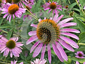 Echinacea purpurea `Verbesserte Leuchtstern`, Scheinsonnenhut oder Roter Sonnenhut - Echinacea purpurea `Primadonna Deep Rose`