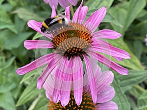 Echinacea purpurea `Verbesserte Leuchtstern`, Scheinsonnenhut oder Roter Sonnenhut - Echinacea purpurea `Primadonna Deep Rose`