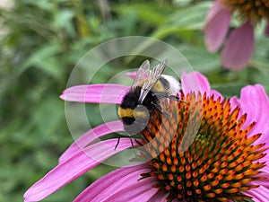 Echinacea purpurea `Verbesserte Leuchtstern`, Scheinsonnenhut oder Roter Sonnenhut - Echinacea purpurea `Primadonna Deep Rose`