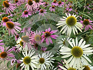 Echinacea purpurea `Verbesserte Leuchtstern`, Scheinsonnenhut oder Roter Sonnenhut - Echinacea purpurea `Primadonna Deep Rose`