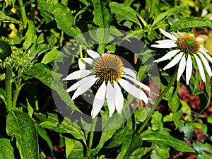 Echinacea purpurea 'Alba'