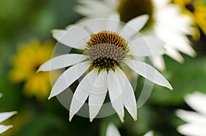 Echinacea purpurea Â«White swanÂ» close up with a smudgy background of yellow and white flowers