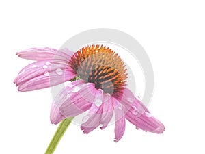 Echinacea with Raindrops