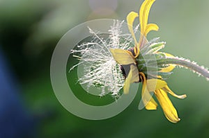 Echinacea rudbeckia with the fluff of a dandelion