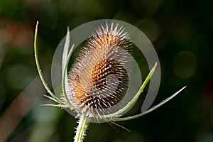 Echinacea seed head in the sunlight