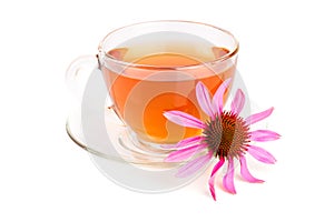 Echinacea tea isolated on white background. Medicinal tea